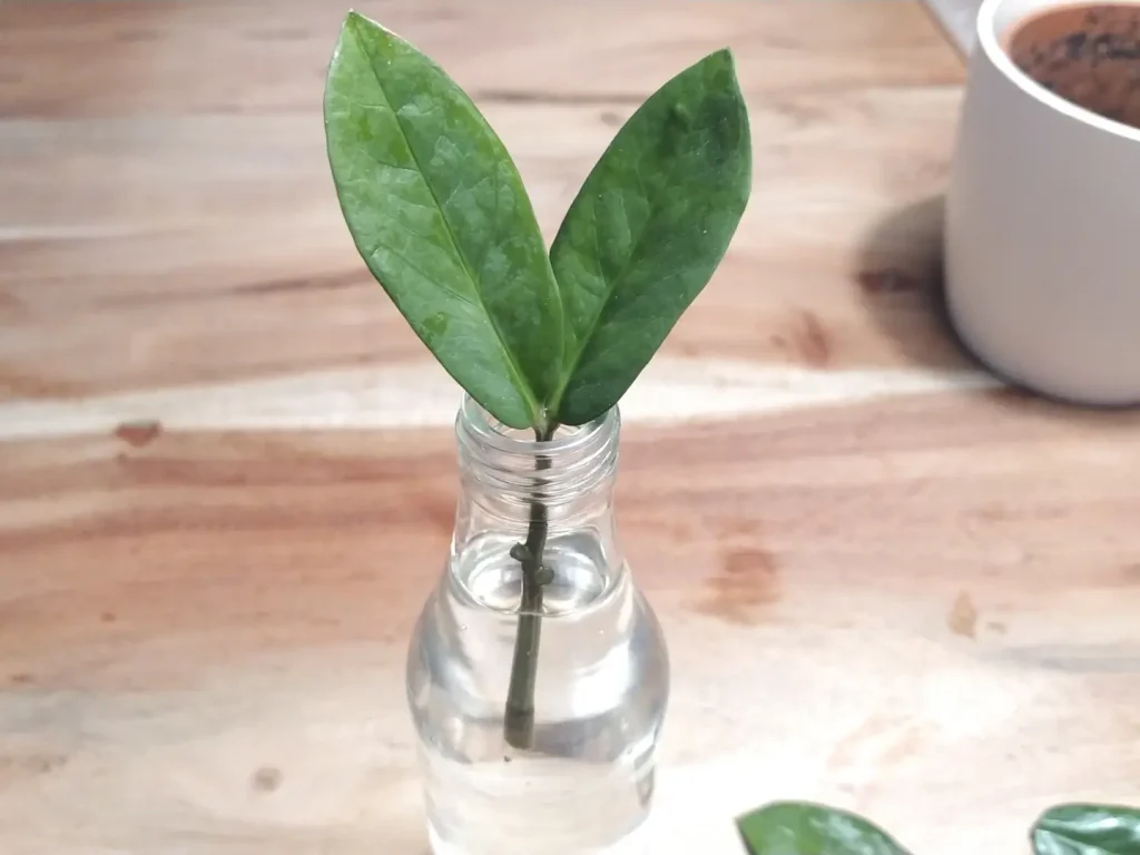 Glücksfeder vermehren: Ableger, Stecklinge & Teilung