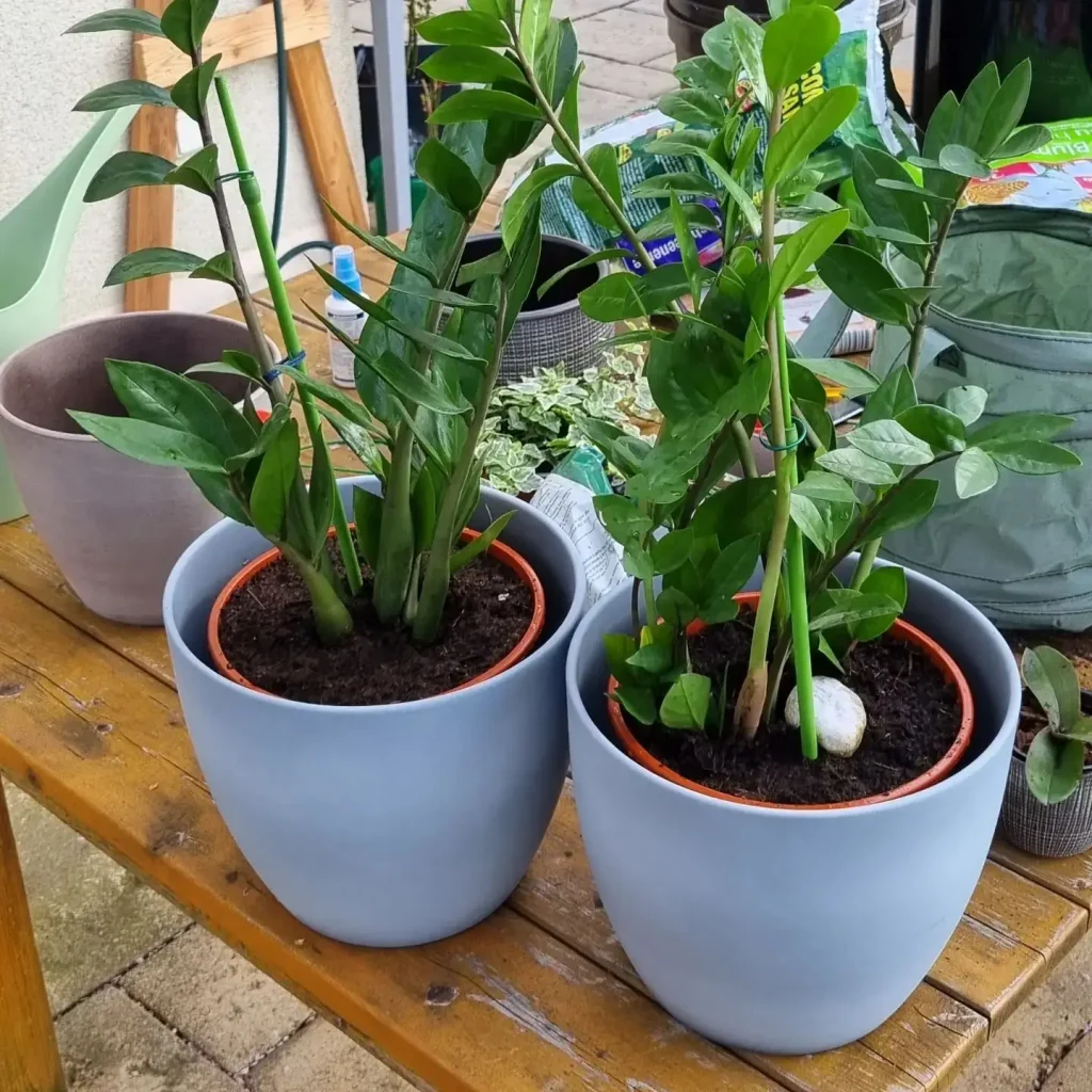 Glücksfeder unbeschadet umtopfen: Welche Erde?