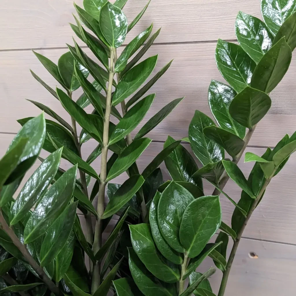 Glücksfeder Pflege: Standort, schneiden & düngen