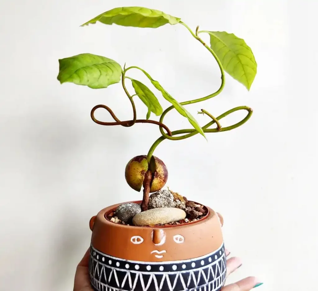 In 5 Schritten den Avocado-Baum zum Bonsai kultivieren