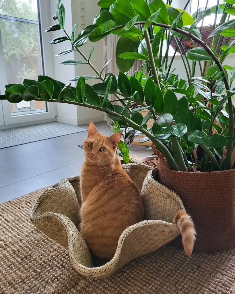 Wie giftig ist die Glücksfeder für Menschen und Katzen?