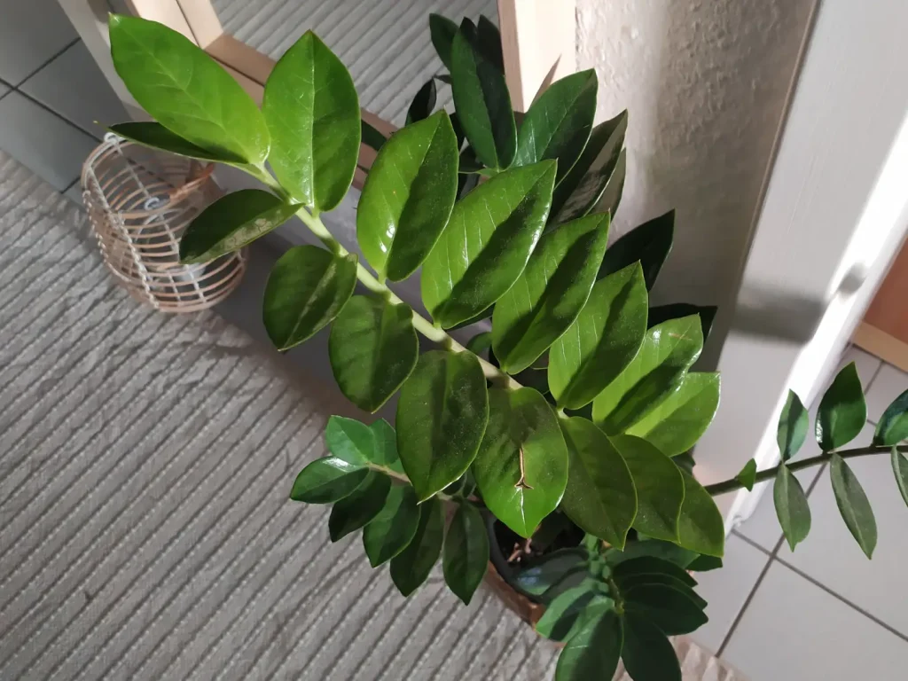 Eine Glücksfeder mit viele gesunden grünen Blättern