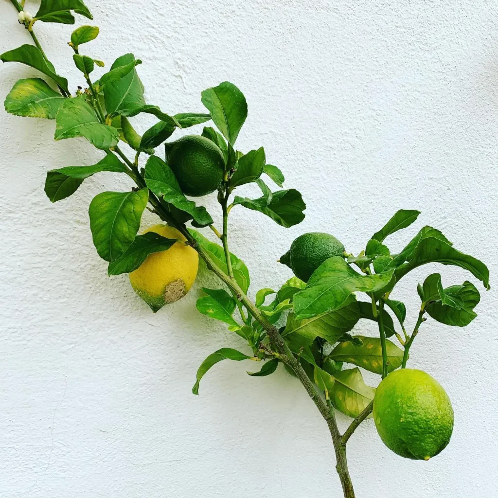 Meistere die Zitronenbaum-Veredelung: Schritt für Schritt