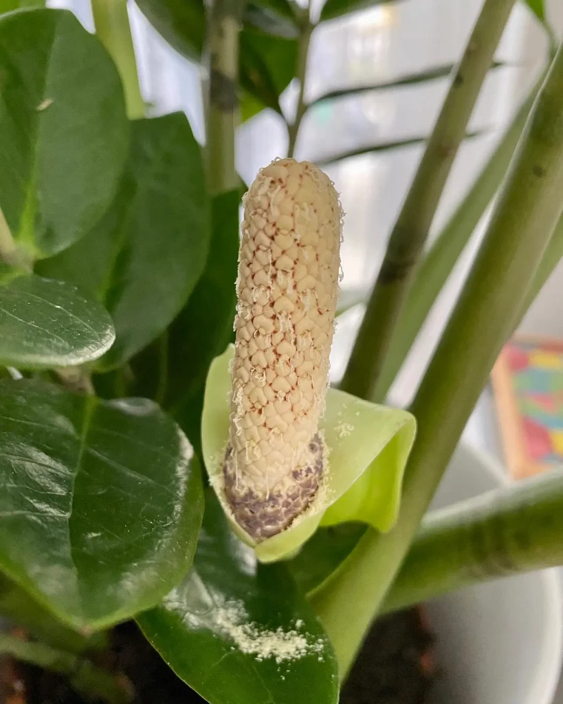 Die seltene Blüte der Glücksfeder: Was tun?