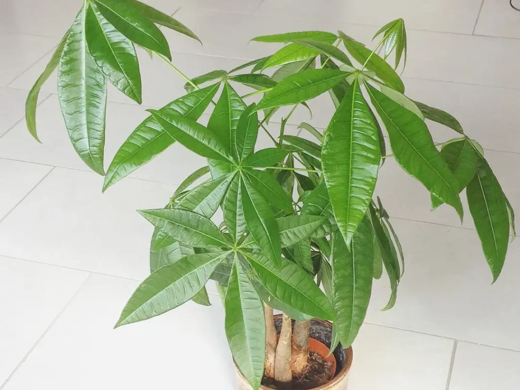 Glückskastanie Pflege: Standort, Düngung, flechten & Co.