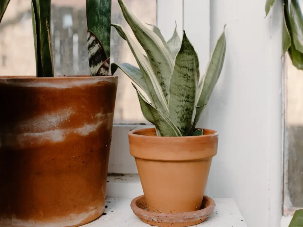 Bogenhanf Sansevieria in einem Topf