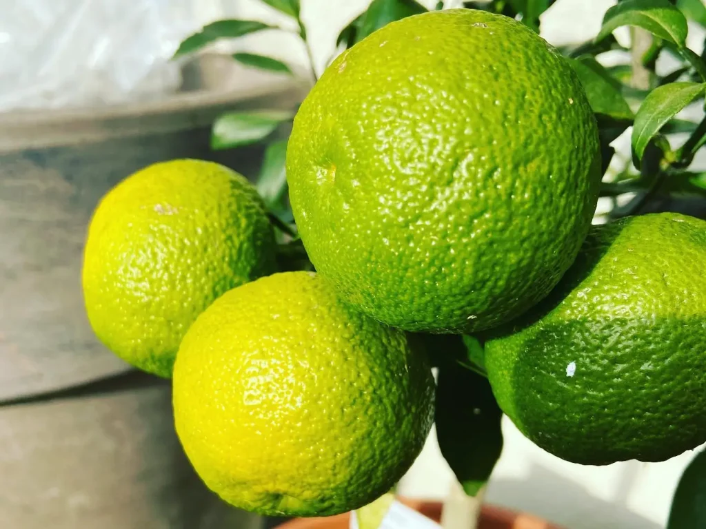 Zitronenkerne einpflanzen und selber ziehen