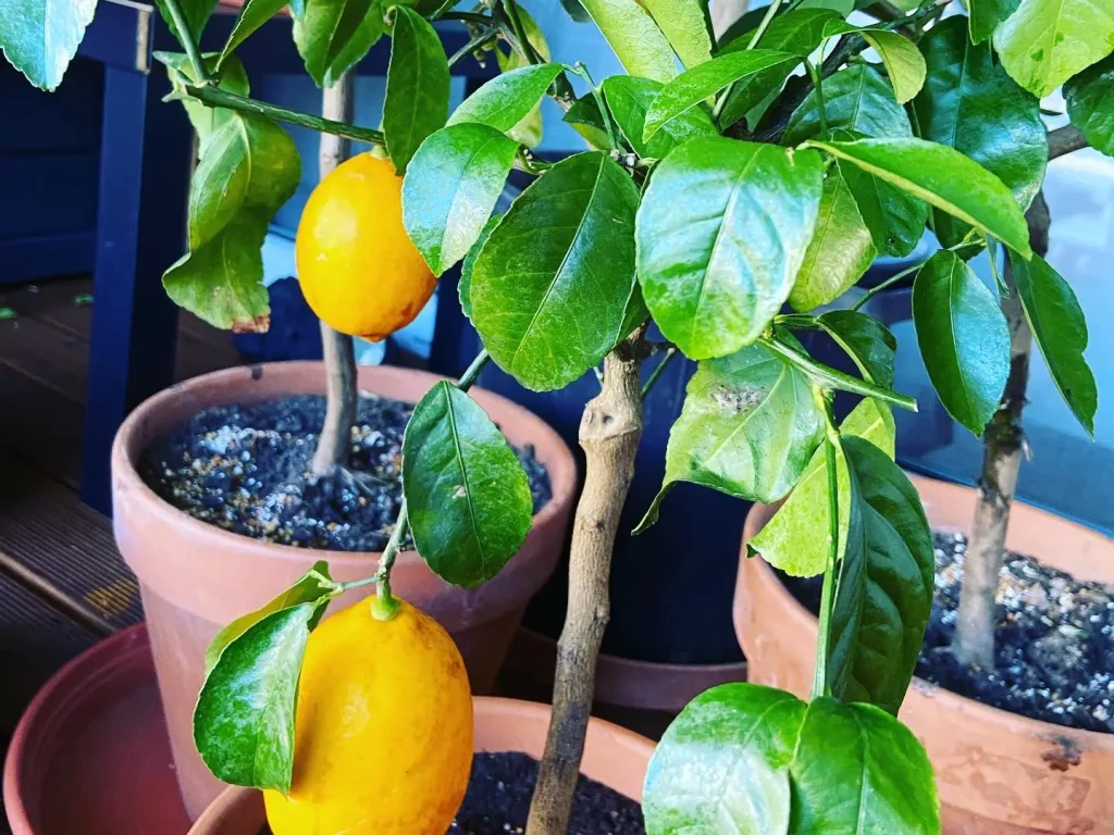 Zitronenbaum Schädlingsbefall - Bekämpfung & Hausmittel