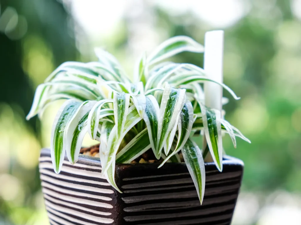 Grünlilie Pflege: Standort, gießen & düngen