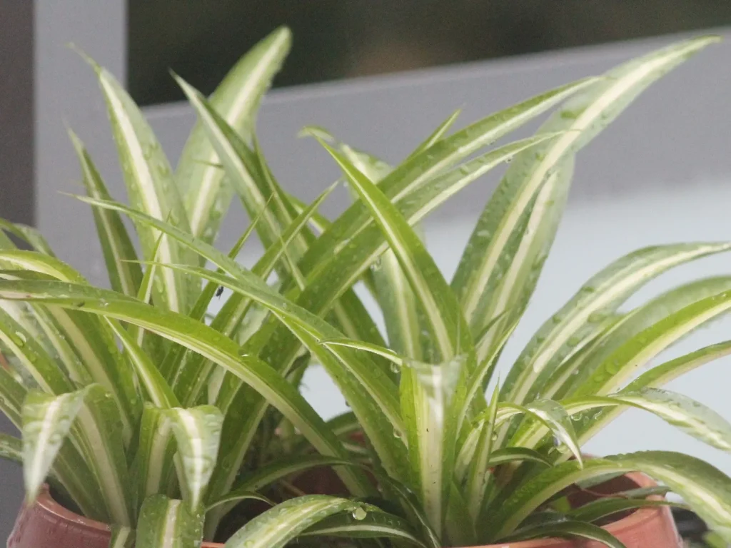 Ist die Grünlilie giftig für Katzen?