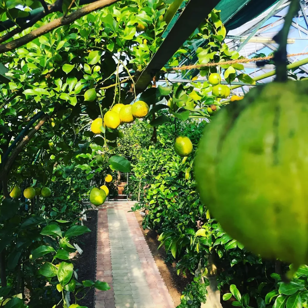 Zitronenbaum: Umtopfen in die perfekte Erdmischung