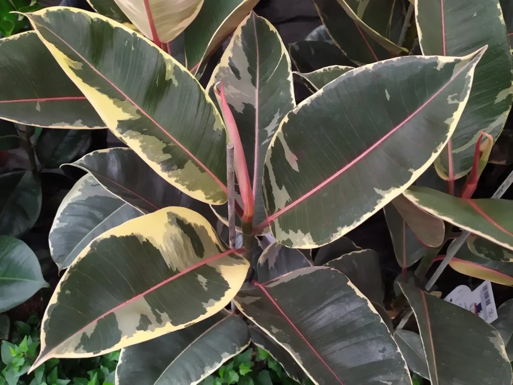 Gummibaum Arten - Panaschiert bis Kleinwüchsig - Überblick