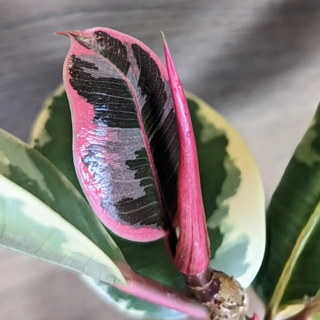 Gummibaum: Von der Blüte bis zur Frucht