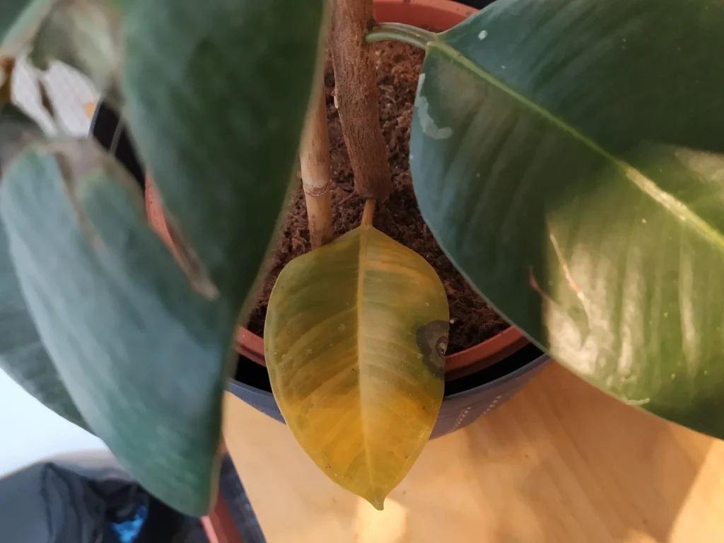 Ein Gummibaum, welcher ein gelbes Blatt hat.