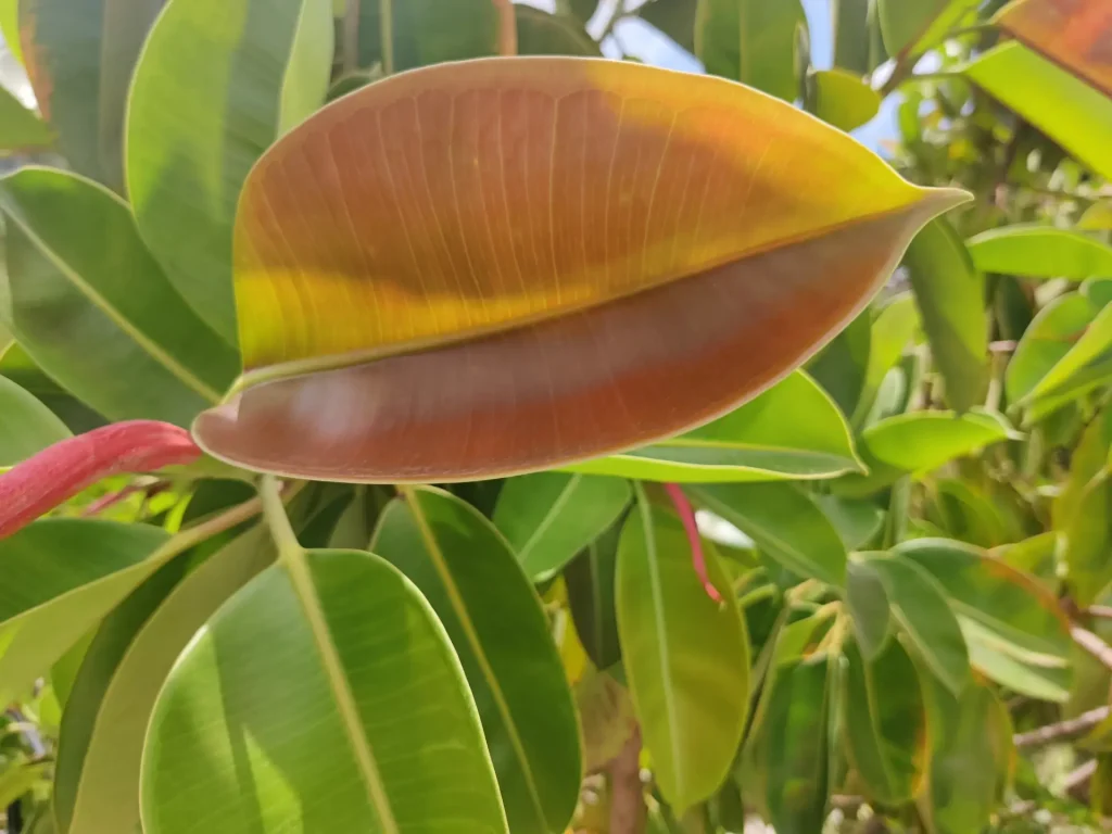 Gummibaum Krankheiten - Blattfleckenkrankheit & co + Bilder