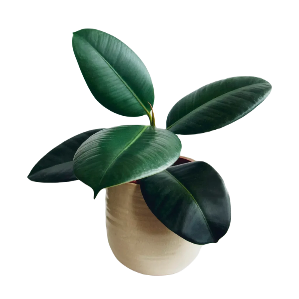 Den Gummibaum umtopfen: Welche Erde ist dich richtige?