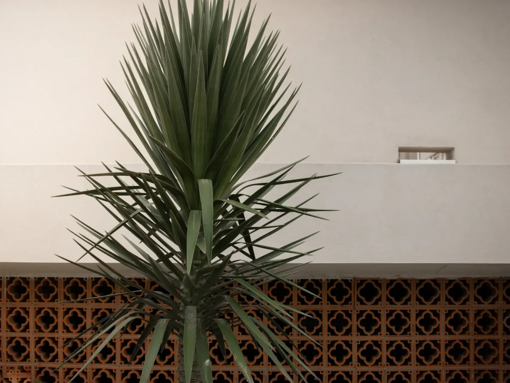 Yucca Palme Pflege: Standort, schneiden, überwintern & mehr