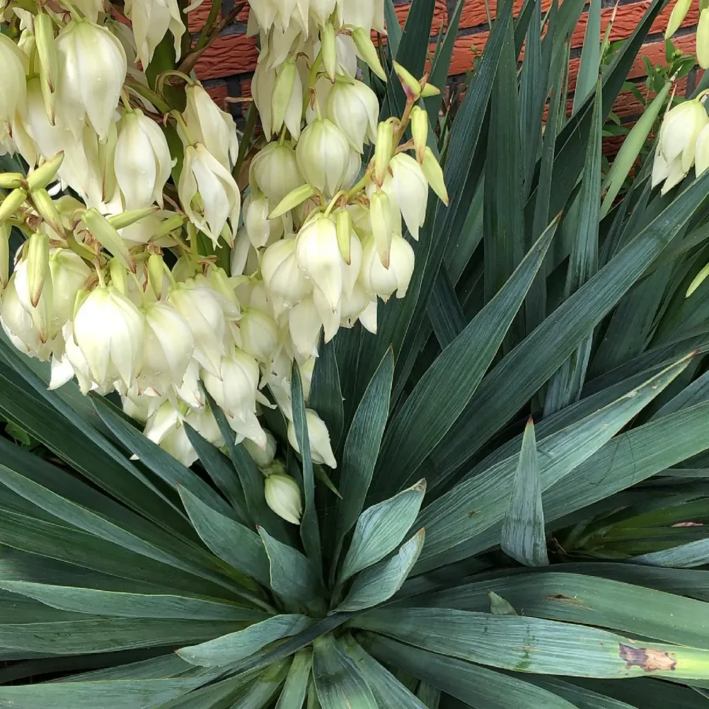 Yucca Palme: Giftig für Katzen und Vorsicht bei Hautkontakt