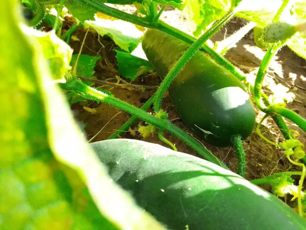 Gurken erfolgreich veredeln: Schritt-für-Schritt-Anleitung