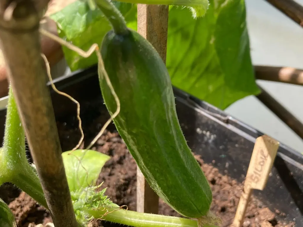 Gurken schmecken bitter - Das hast du falsch gemacht!