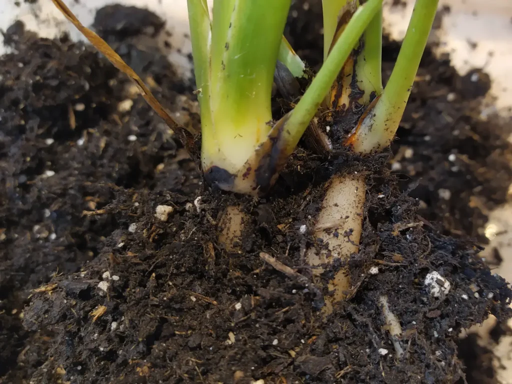 Eine Strelitzie wird umgetopft. Die Pflanze wurde gerade aus dem Topf geholt