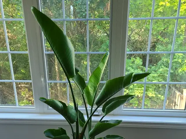 Eine Strelitzie mit stabilen, aufrecht stehenden Blättern