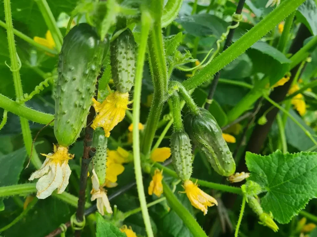 Wann das Ausgeizen von Gurken den Ertrag steigert