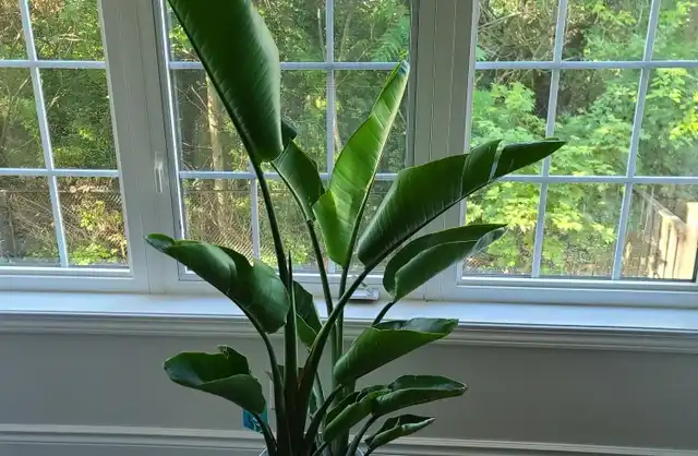 Strelitzie Pflege bei eingerollten & verkrüppelten Blätter