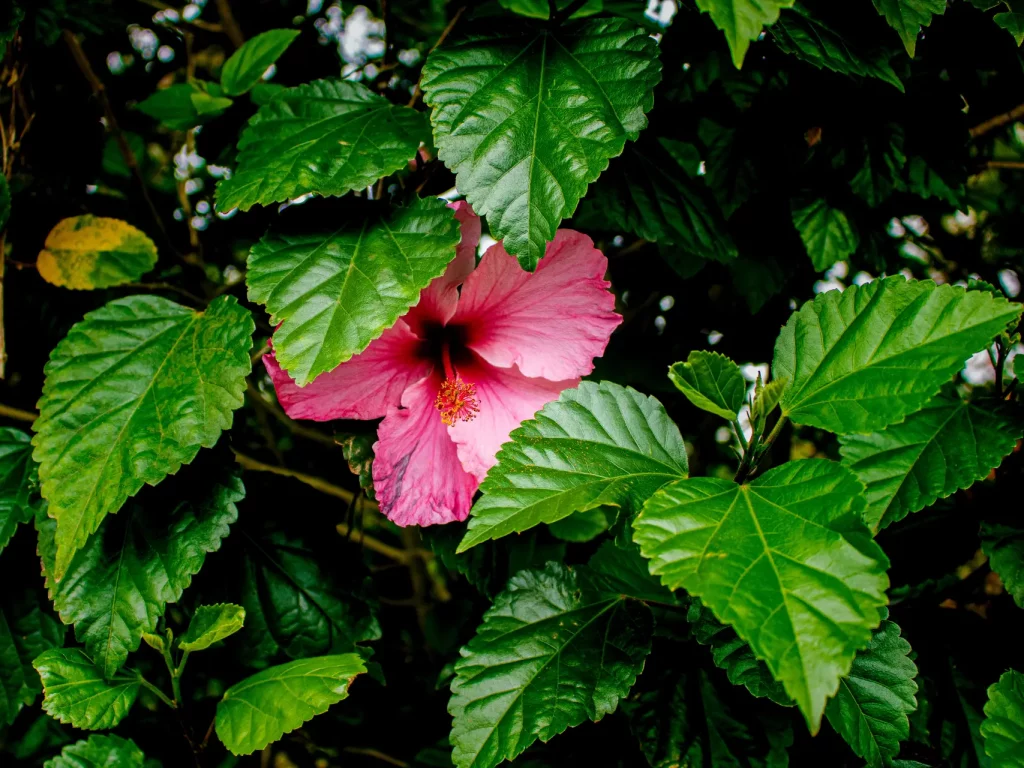 Hibiskus Blüte mit Blättern