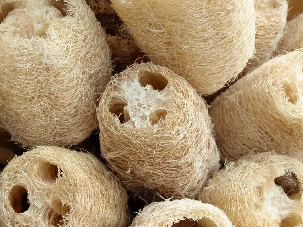 Luffa-Gurke anpflanzen - Von der Gurke zum Schwamm