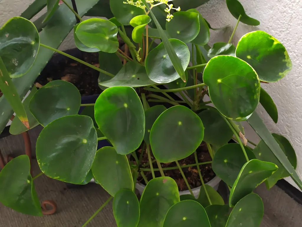 Eine große Pilea, mit viele grünen Blättern und einem langen Stamm