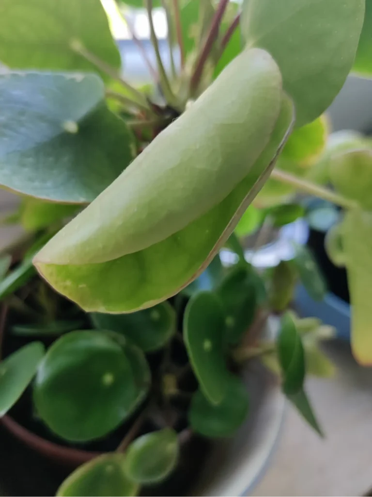 Ursachen und Lösungen für gewölbte oder eingerollte Blätter der Pilea (Ufopflanze)