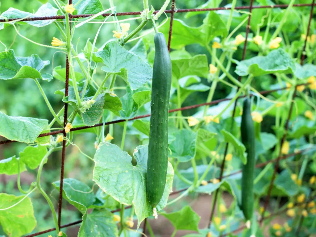 Die besten und schönsten Rankhilfen für Gurken