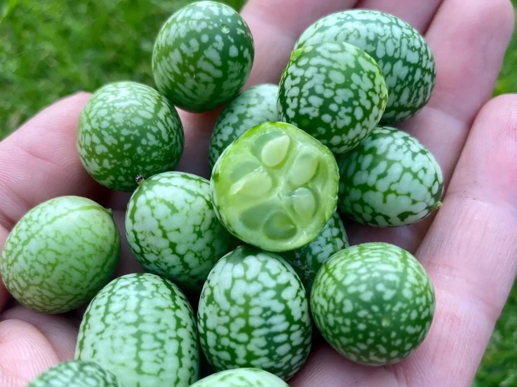 Mexikanische Minigurke - Pflanzen - Pflegen - Servieren