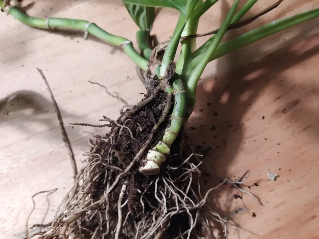 Eine Monstera war von Wurzelfäule betroffen und wurde durch gezielte Wurzelschnitte gerettet