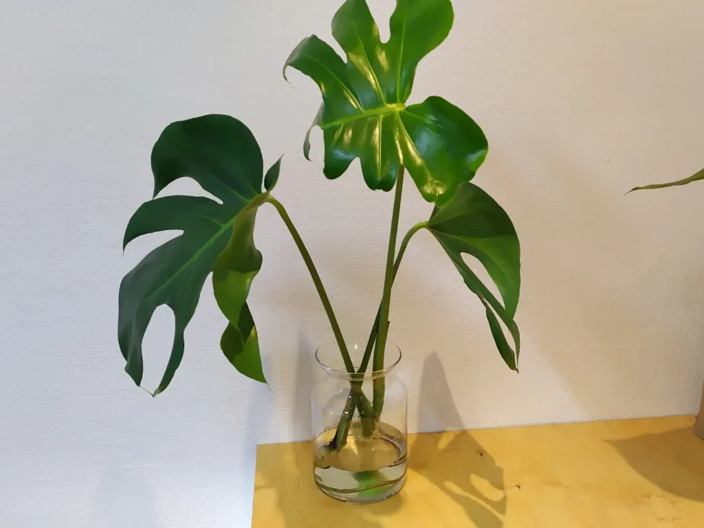 Zwei Ableger der Monstera, welche in einem Wasserglas wurzeln