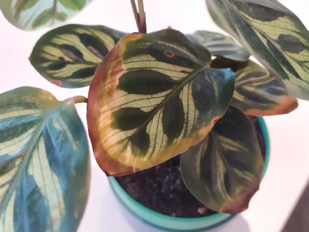 Calathea makoyana mit drei gelben Blatträndern