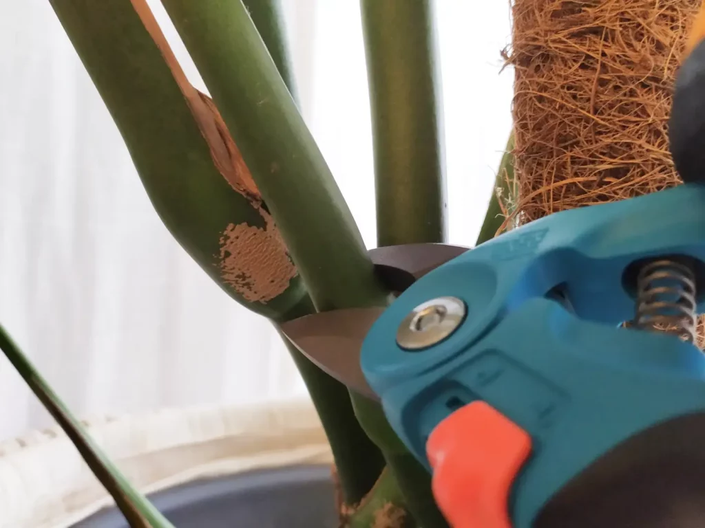 Ein Blatt der Monstera, welches mit einer Gartenschere abgeschnitten wird.