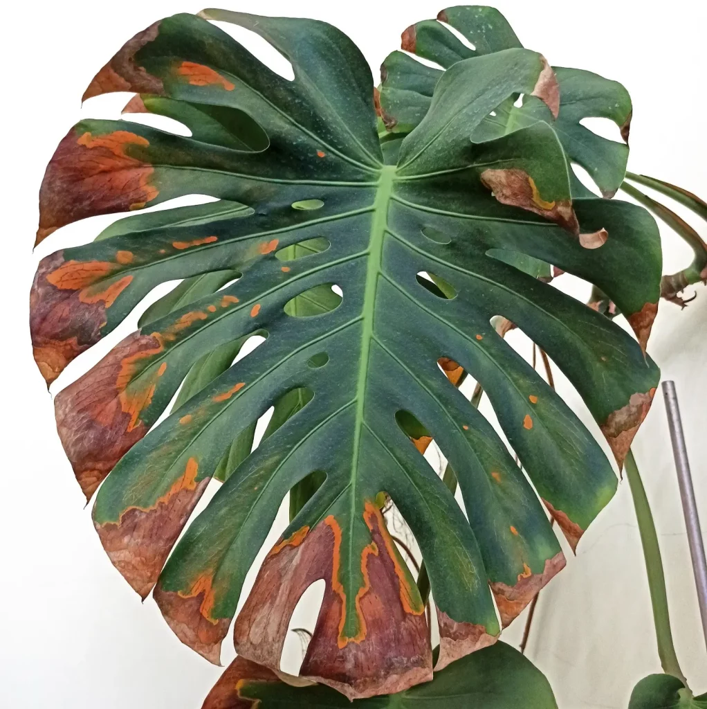 Ein großes Monsterablatt, welches von einem Pilz befallen ist