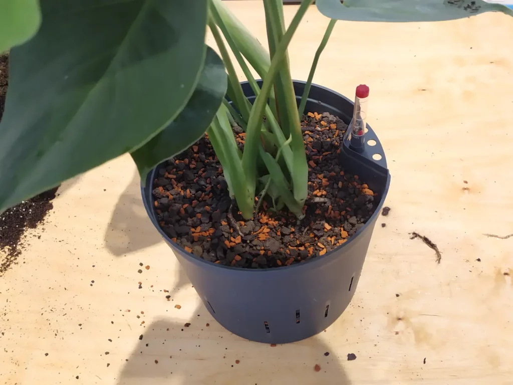 Eine Monstera Deliciosa, welche als Hydrokultur in mineralisches Substrat umgepflanzt wurde