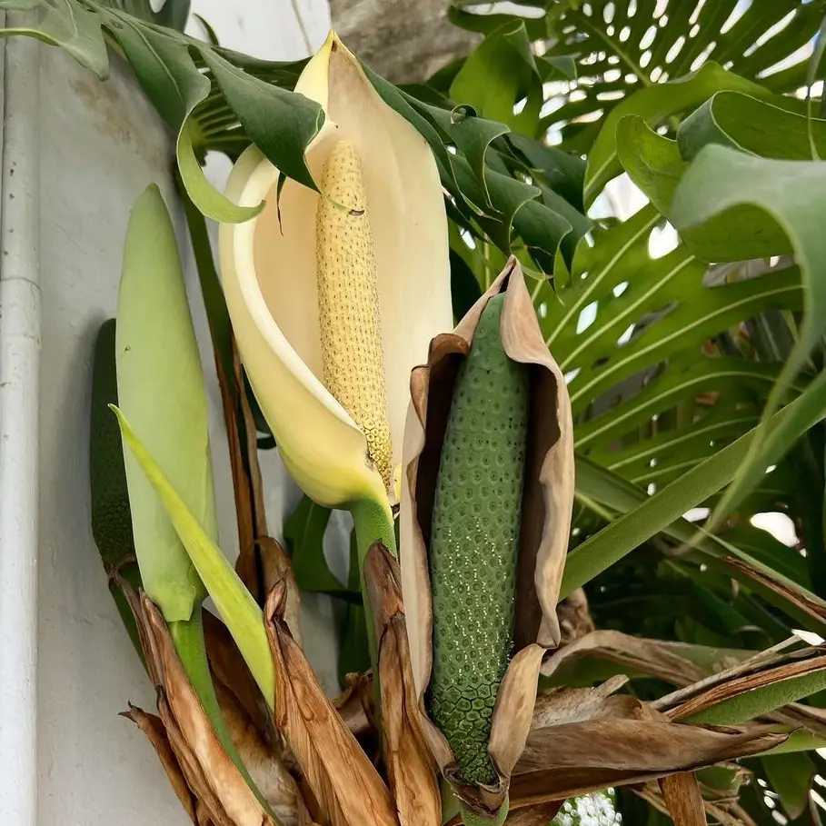 Rechts ist eine Reife Frucht der Monstera Deliciosa, neben einer nicht reifen Frucht zu sehen.