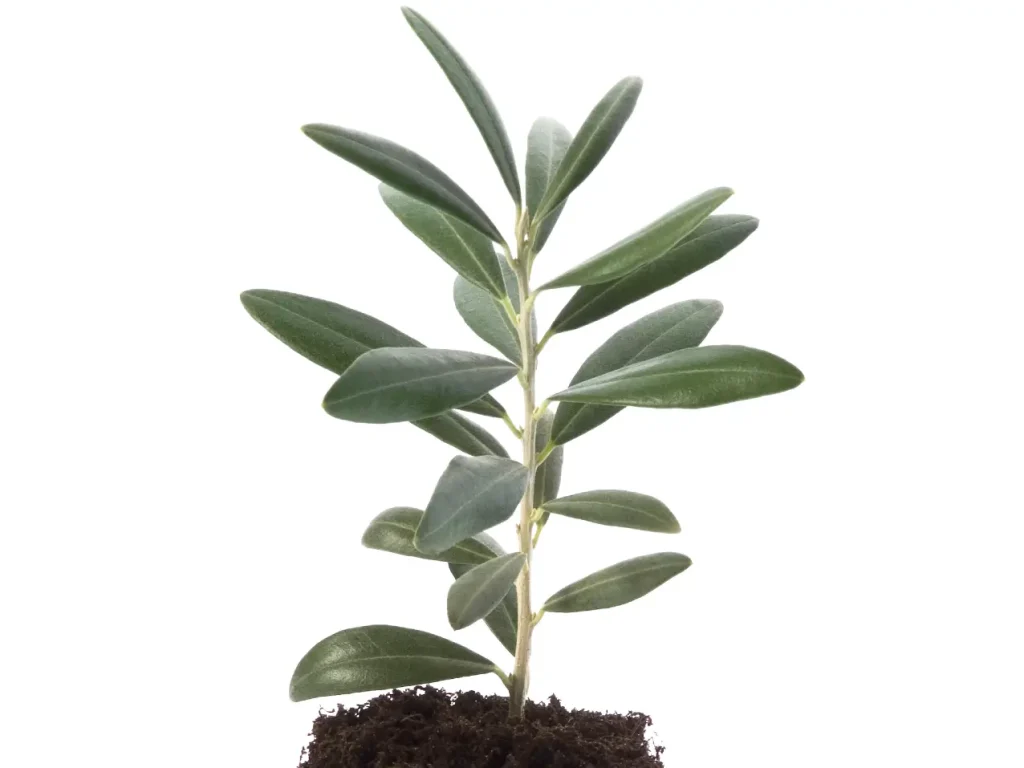 Ein Steckling des Olivenbaums, wird zur Vermehrung in Anzuchterde gesteckt.