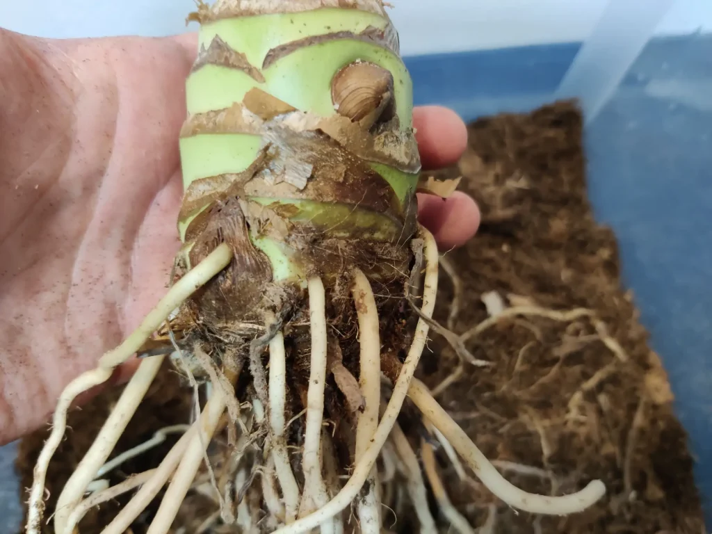 Alocasia vermehren: Teilung der Ableger & Knollen