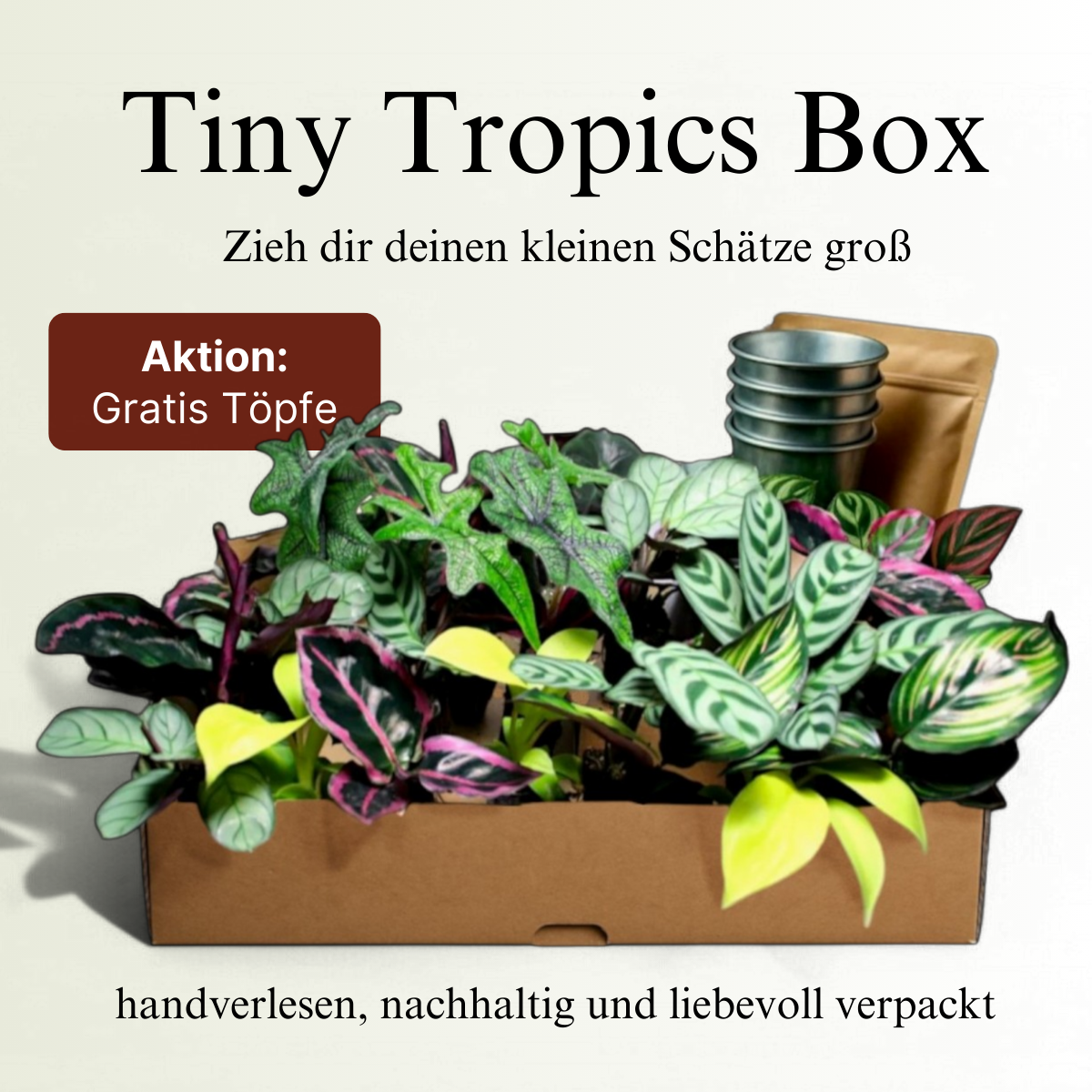 Warum ist die Monstera variegata so teuer? Erklrung!